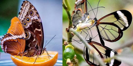 BUTTERFLIES